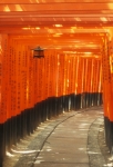 japan torii gates